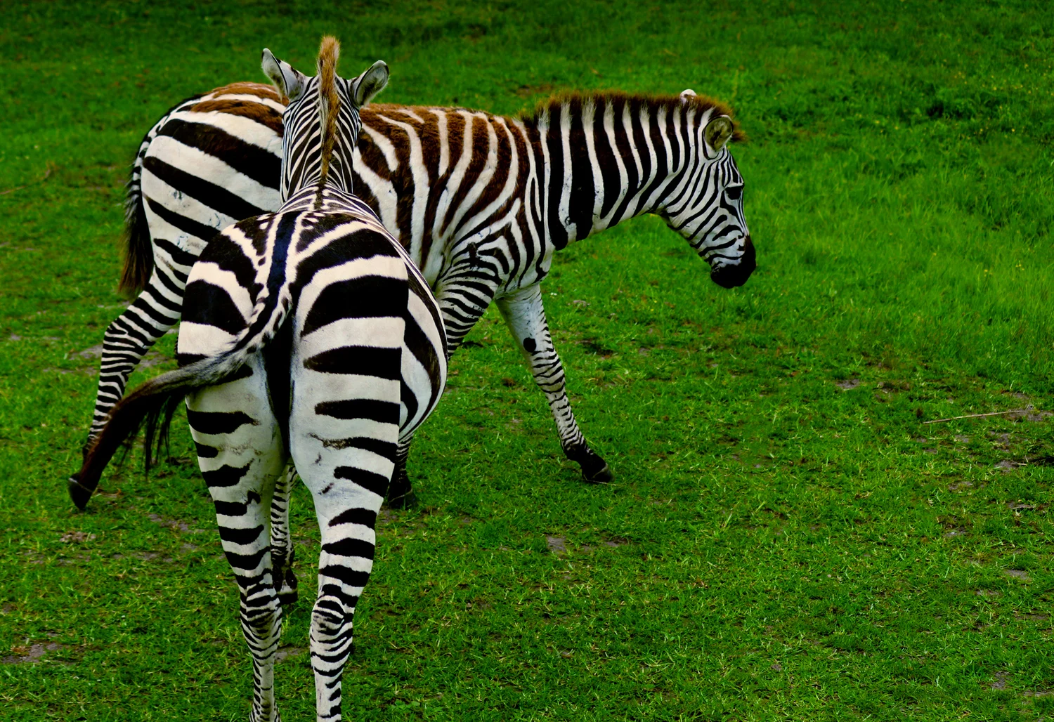 zebra.jpg