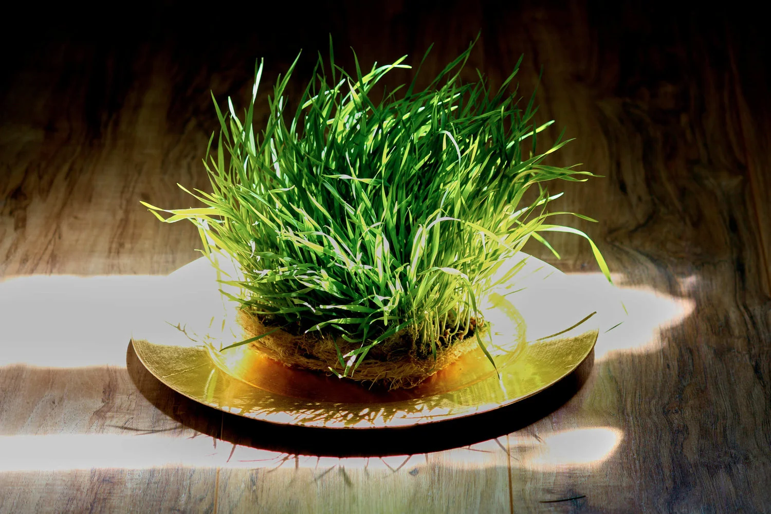 Wheatgrass