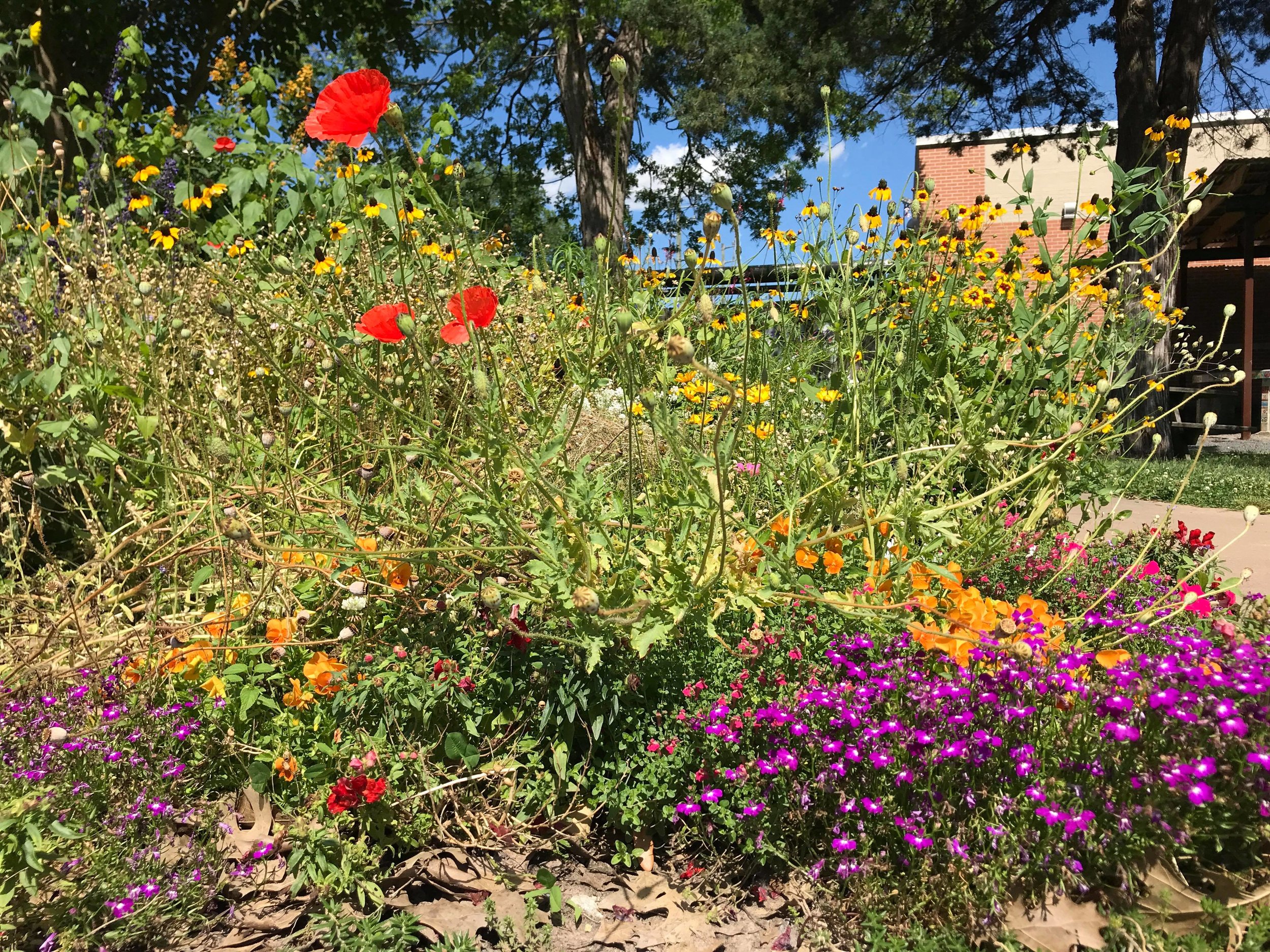 Travis Elementary Garden-05.jpg