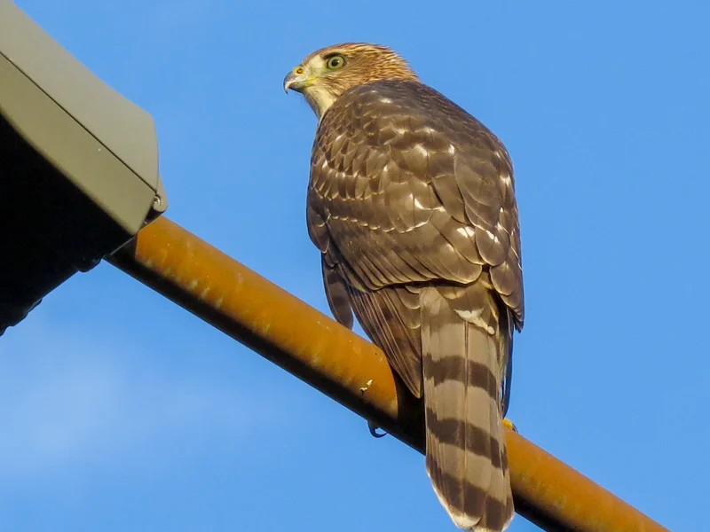 Creature Feature Cooper’s Hawk — Woodland Heights