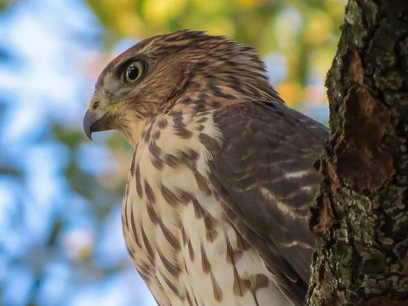 Creature Feature Cooper’s Hawk — Woodland Heights