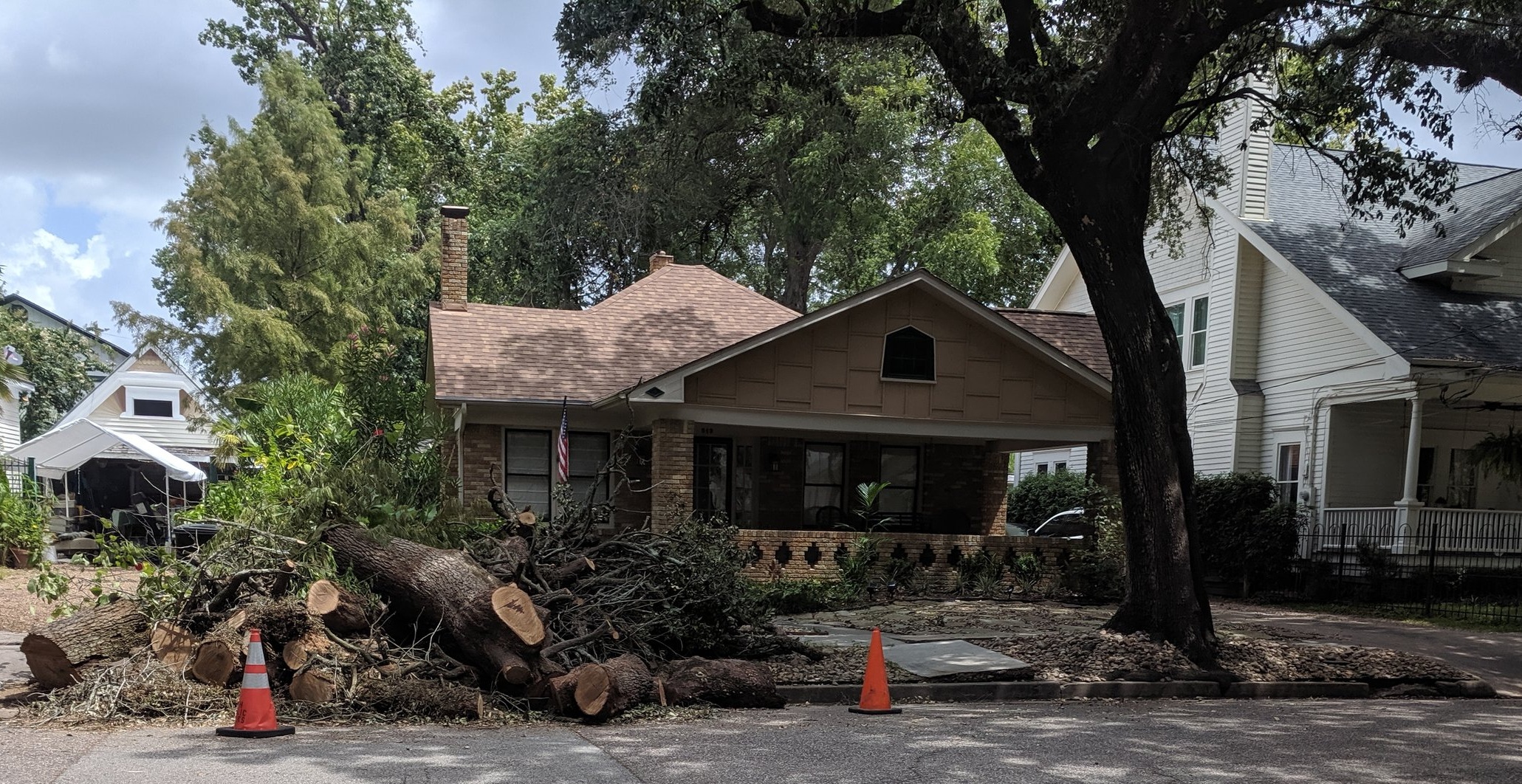 A live oak lost in the 500 block of Bayland Avenue.