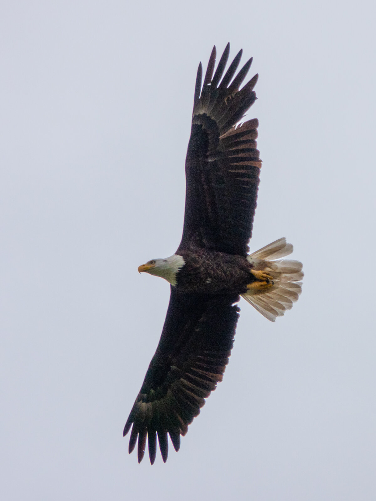 Bald Eagle