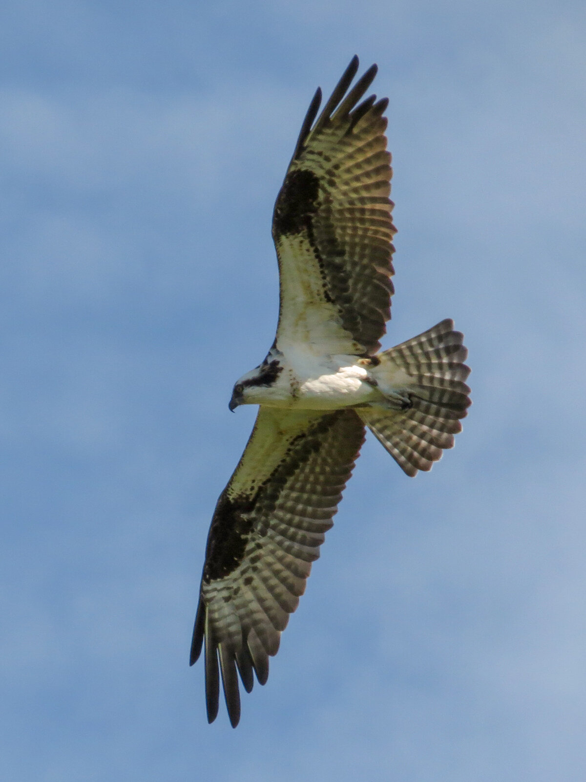 Osprey