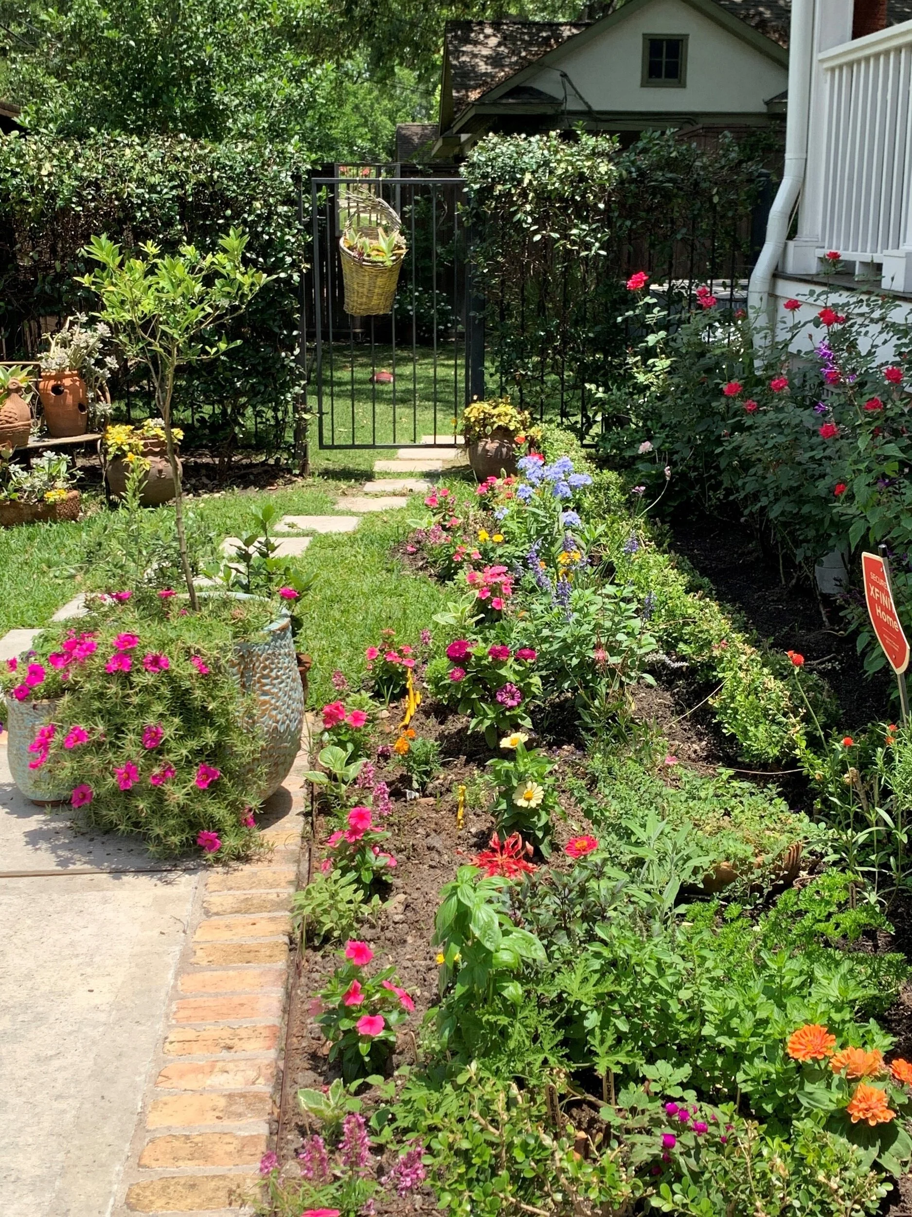 zebra plant yard garden outdoor living on Yard Of The Month News Woodland Heights