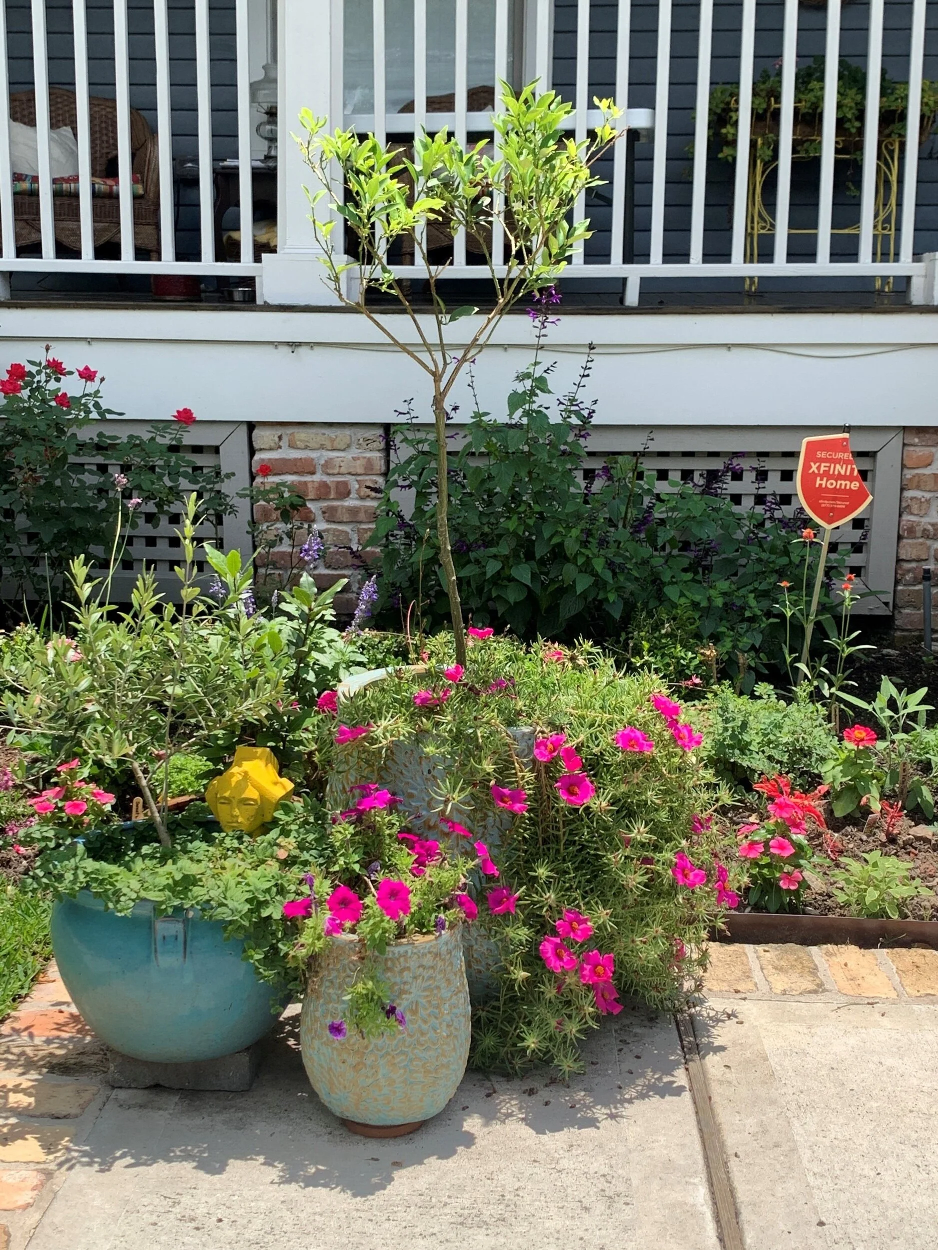 zebra plant yard garden outdoor living on Yard Of The Month News Woodland Heights