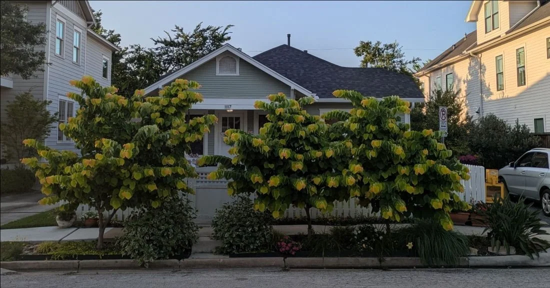 Yard of the Month: Pat Walzel at 1117 Omar Street
