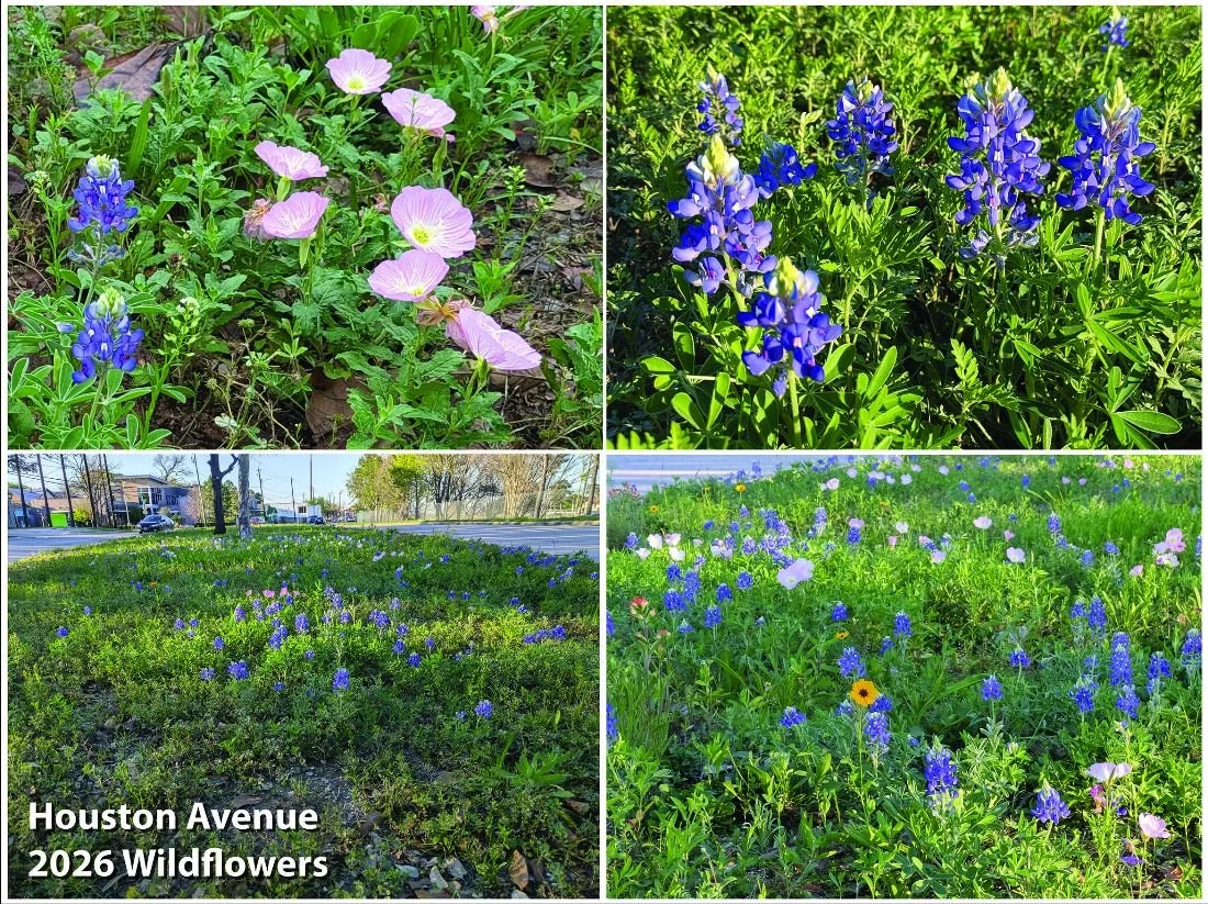 Spring Has Sprung On the Houston Ave Esplanade