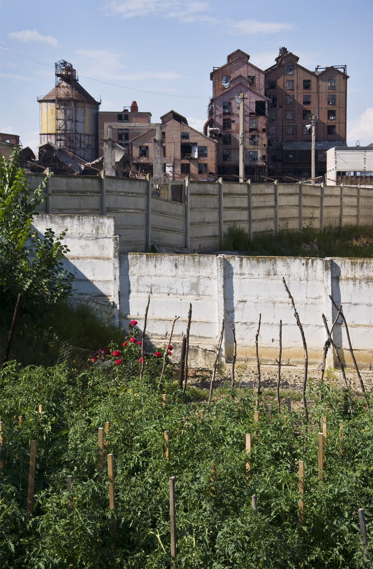 ocna mures_the garden.jpg