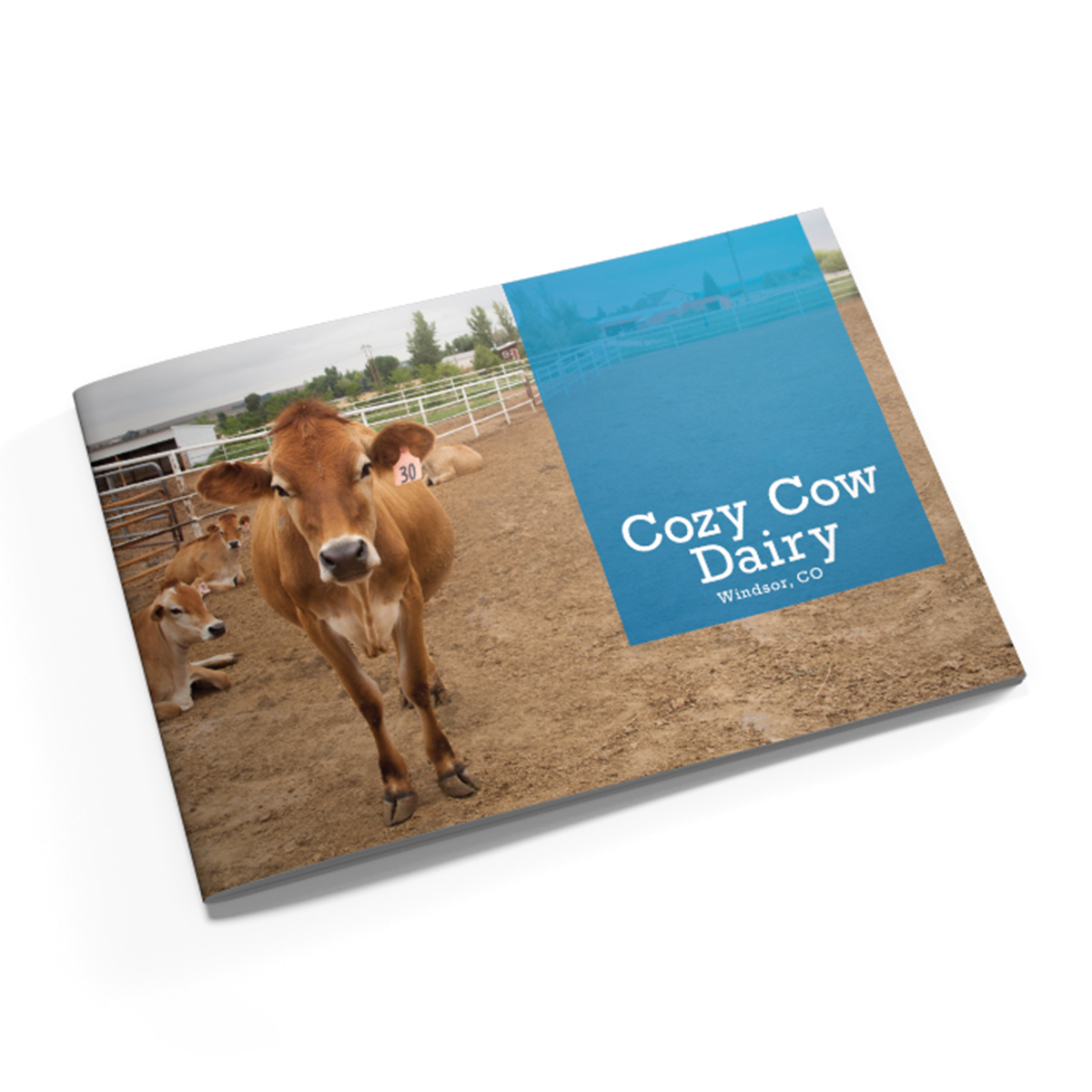 Project-Category-Graphics-Cozy-Cow.jpg