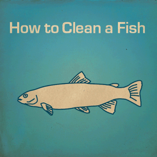 how-to-clean-a-fish.gif