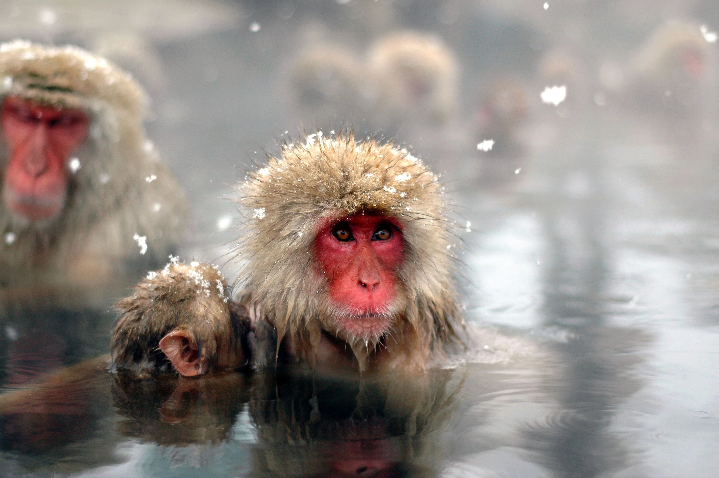  Snow monkeys. Nagano Prefecture, Japan 