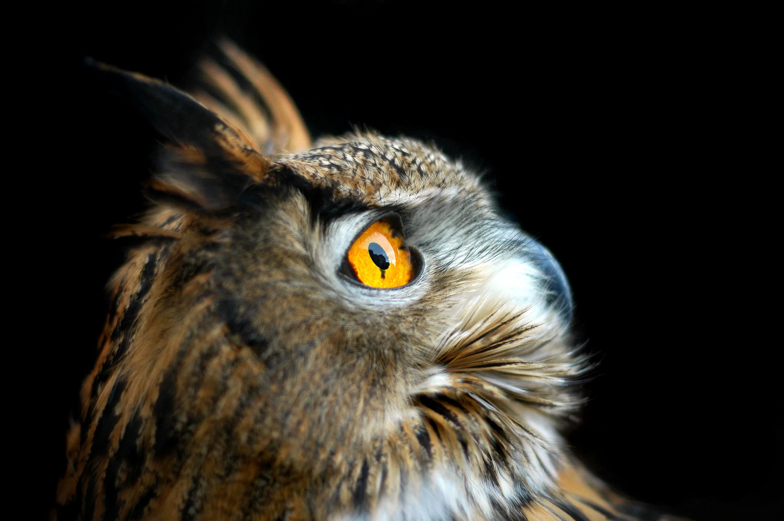  Golden eagle owl. Guthrie, Oklahoma 
