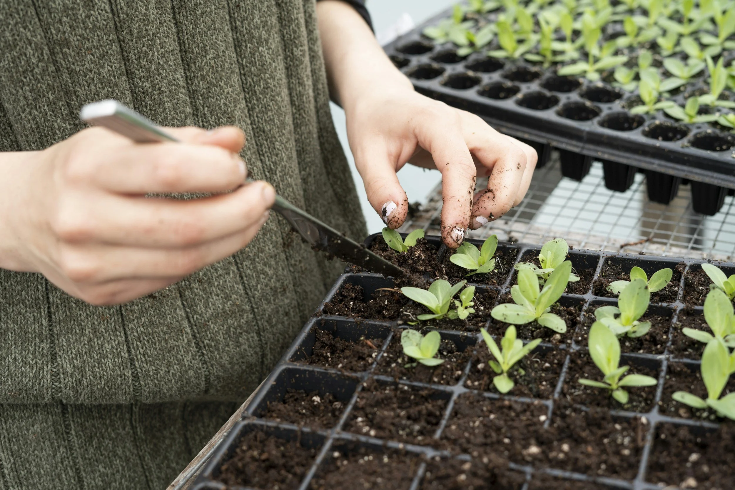 transplanting flowers