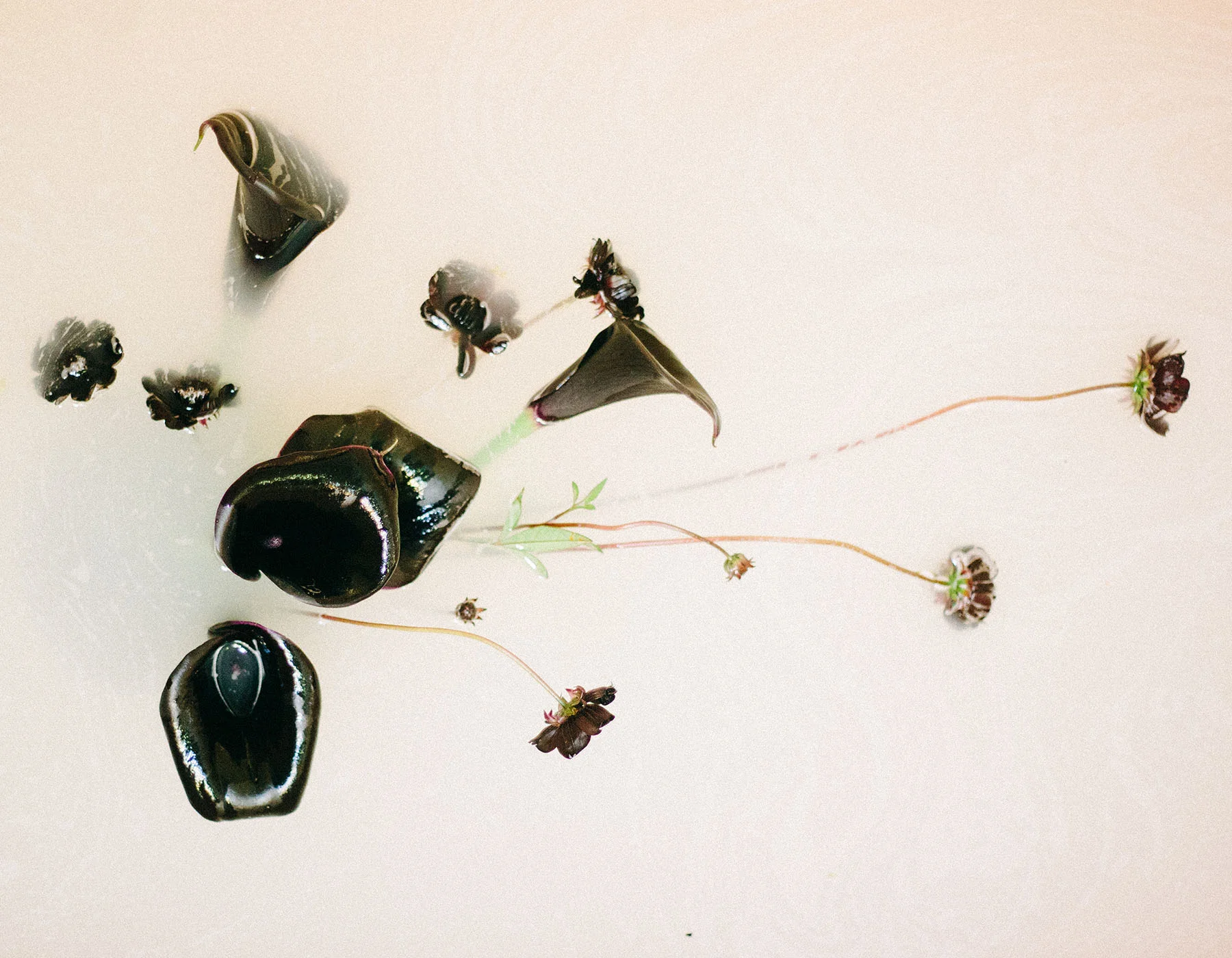 Botanical15.jpg