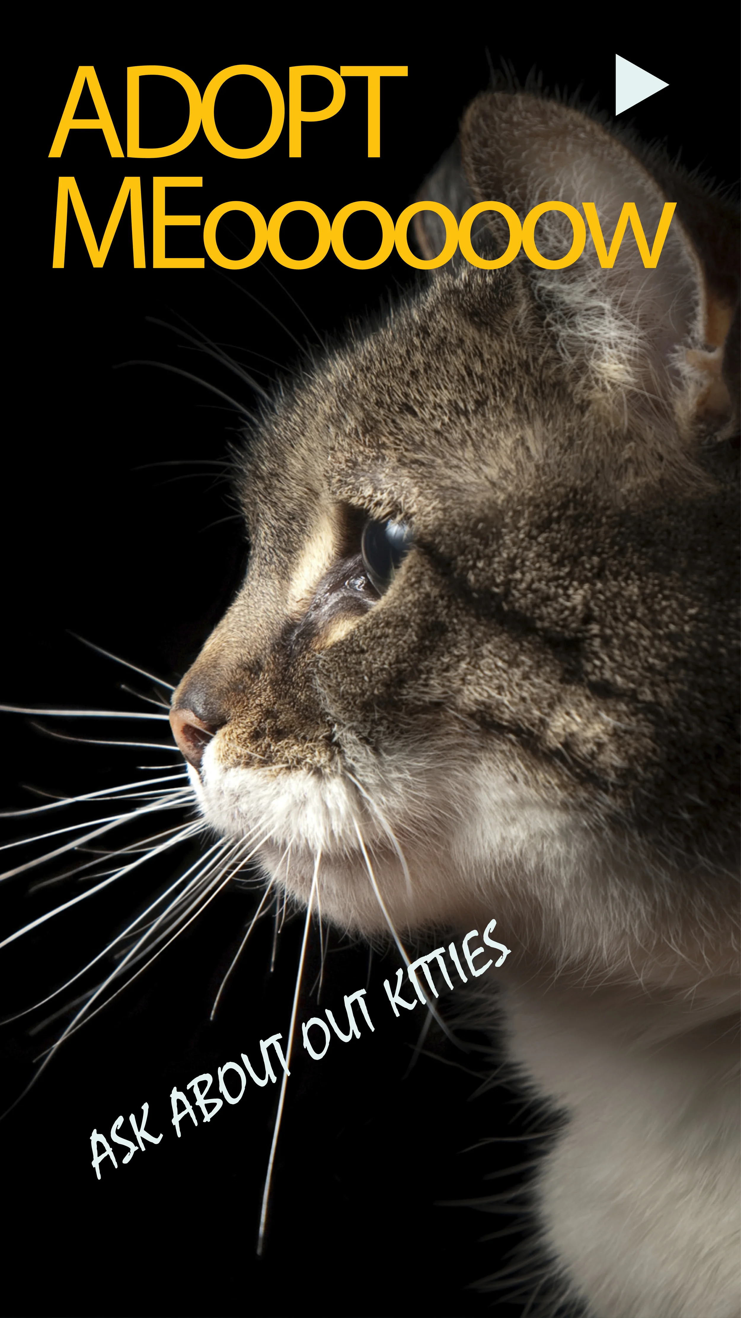 CatFaceAdopt.jpg