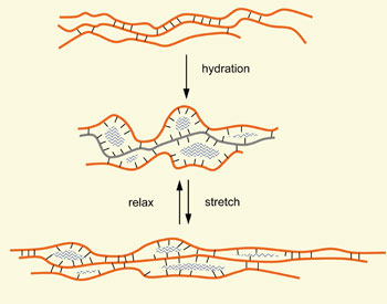 Creating Noodle Elasticity. As the Royal Society of Chemistry explains, "as mechanical work stretches the dough, more hydrogen bonds (black) can form between chains of gluten subunits (orange)." Great article on the chemistry here: http://www.rsc.org/chemistryworld/Issues/2009/October/Ontherise.asp. 
