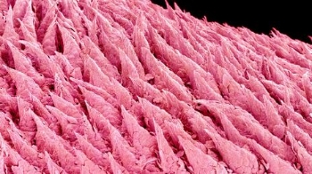 Tongue. Up close with a scanning electron microscope.