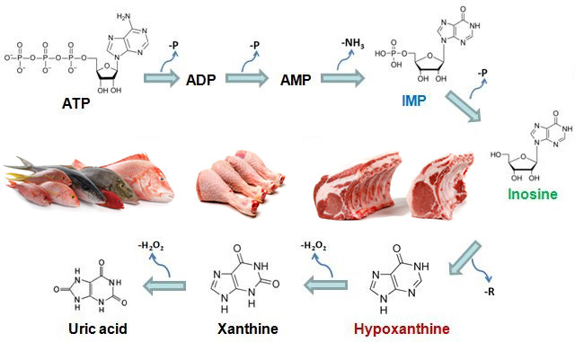 ATP Breakdown = Umami. Well, for a while. ATP content is high in animal muscle, because it is needed to power contraction. ATP stops being produced after an animal is slaughtered, and immediately begins to degrade. Inosinate (IMP) is produced within 24 hours, but degrades further in subsequent days. Increasing amounts of inosine and hypoxanthine indicate decreasing freshness. http://www.novocib.com/Freshness_Assay_Kits.html.