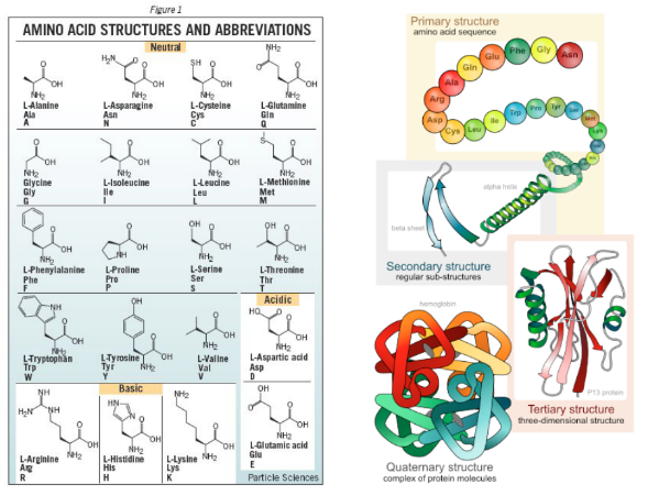 Amino Acids and Proteins. Structures of the 20 naturally occurring amino acids, called as such because they possess an "amine" (NH2) group and a carboxylic acid (COOH) group. Glutamate at lower right (left). Proteins are chains of amino acids that fold themselves into highly complex three-dimensional structures (right). 