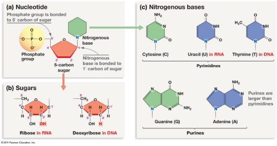 Nucleotides. Phosphate connected to sugar connected to base. Nucleotides are responsible for umami synergy. http://www.uic.edu/classes/bios/bios100/lectures/dna.htm