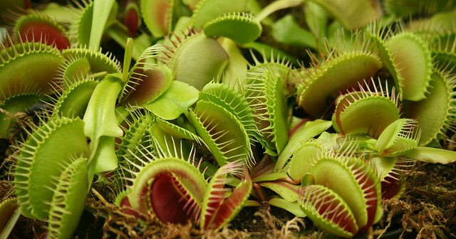 Venus Flytraps. Well, not this kind of venus flytrap. Conservatory of Flowers, GG Park. Photo: Ramen Chemistry. 