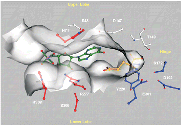 Synergy Happens in the Flytrap . Glutamate (yellow) up against the VFT's hinge. IMP (green) sits next door, at the mouth of the flytrap. The contacting amino acids in the VFT surround. This 2008 paper in the Proceedings of the National Academy of Sciences, entitled "Molecular mechanism for the umami taste synergism " showed the molecular basis for umami synergy: http://www.pnas.org/content/105/52/20930.full