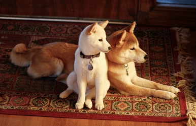 Muses . Our shibas, Momo (white) and Toro (red)