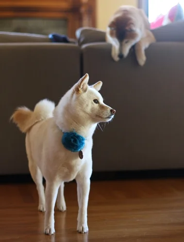 What a tail.