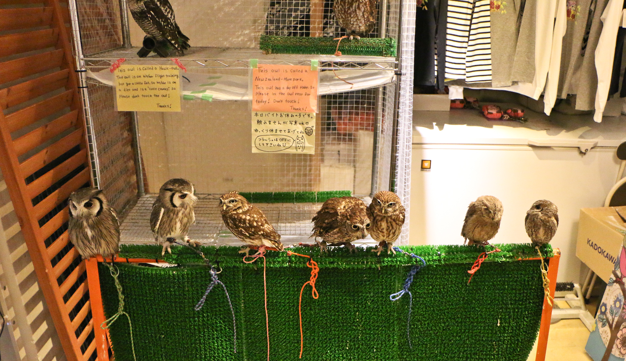 Tokyo Owl Cafe. Magical experience.