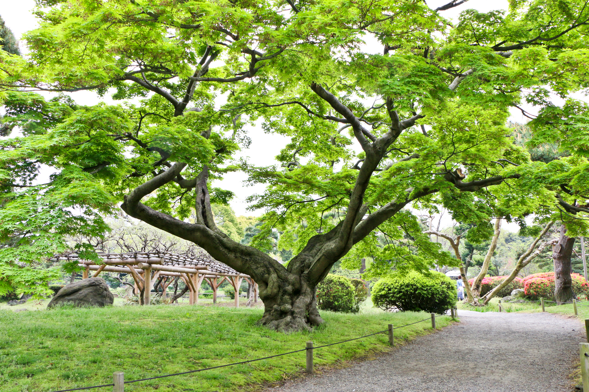Japanese Maple ("Momiji"), Hama-rikyu Gardens, Tokyo