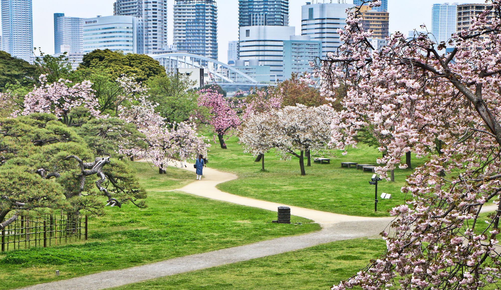 Cherry Blossoms, Hama-rikyu Gardens, Tokyo