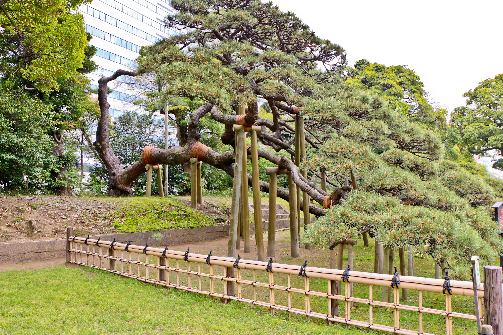 300-Year-Old Pine from Tokugawa Era