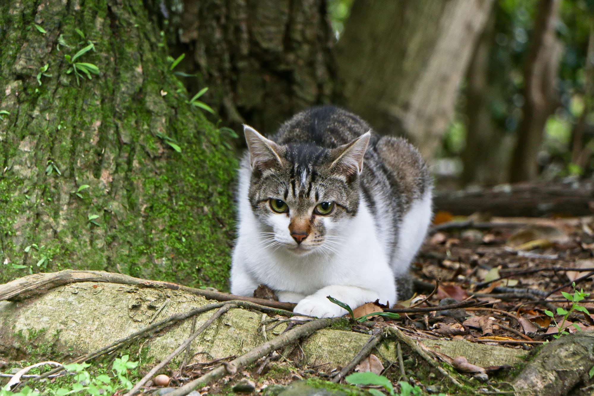 Feral Cat, Mishima Taisha Shrine, Izu Peninsula