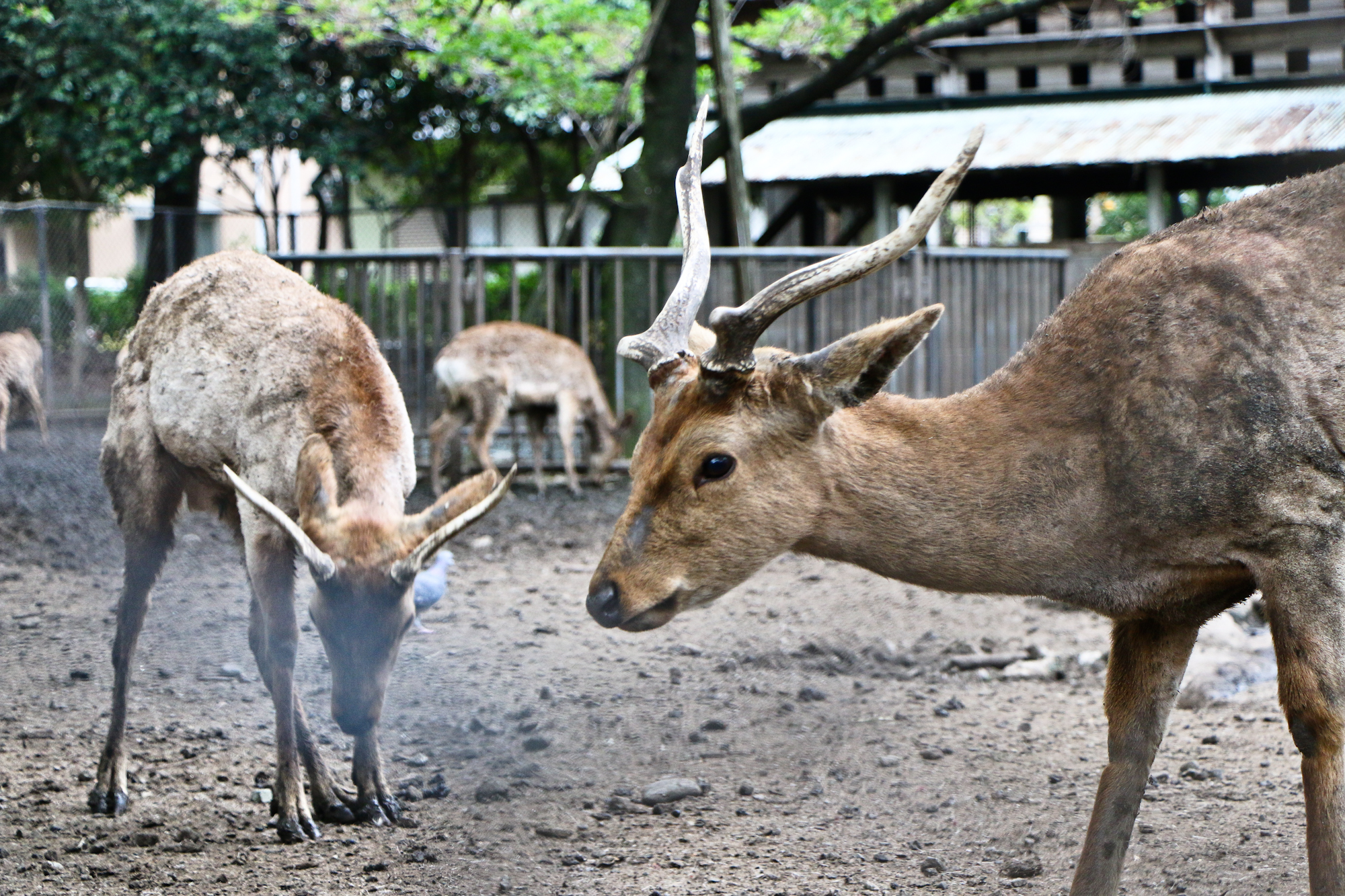 Deer Park, Mishima Taisha Shrine, Izu Peninsula