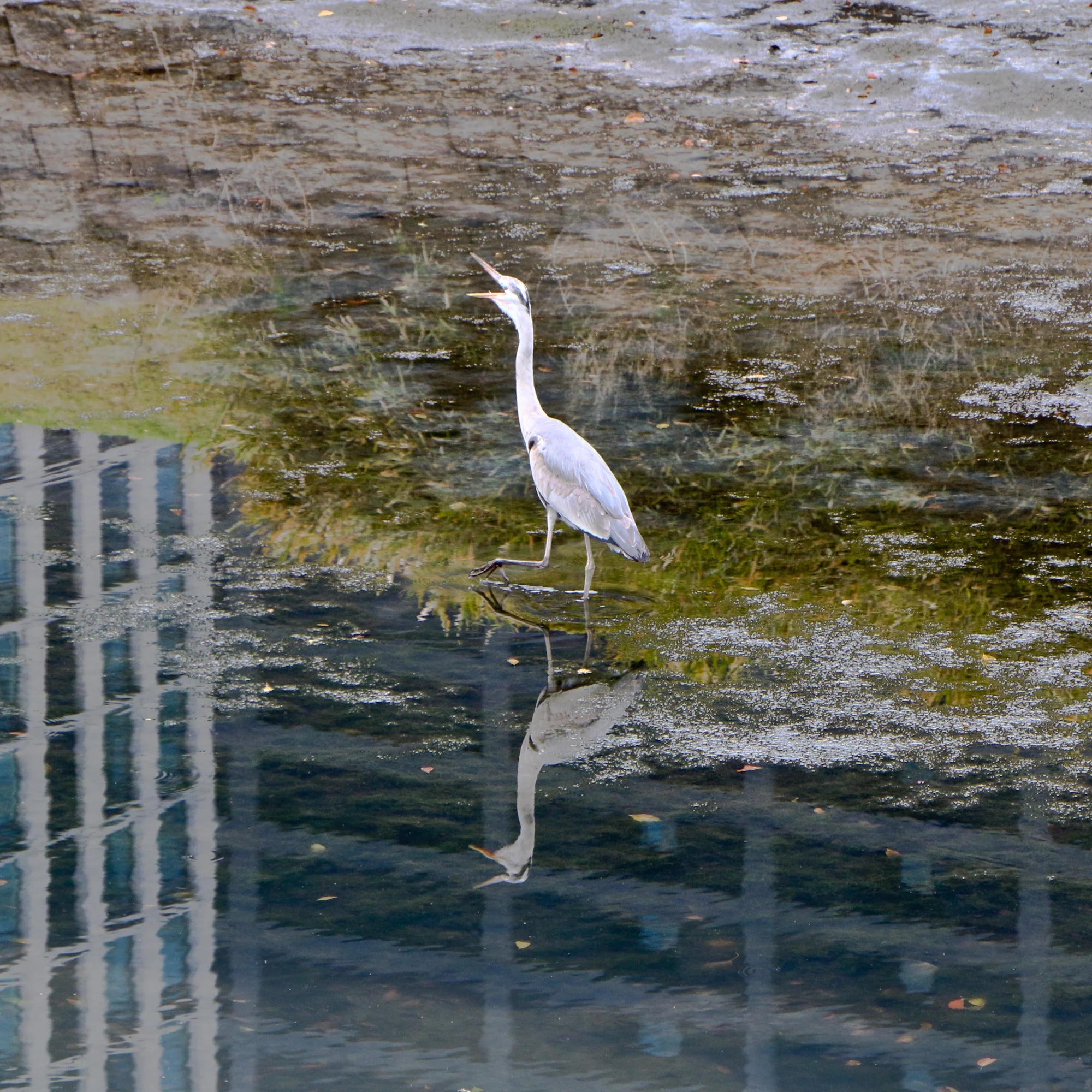 Hama-rikyu Gardens, Tokyo