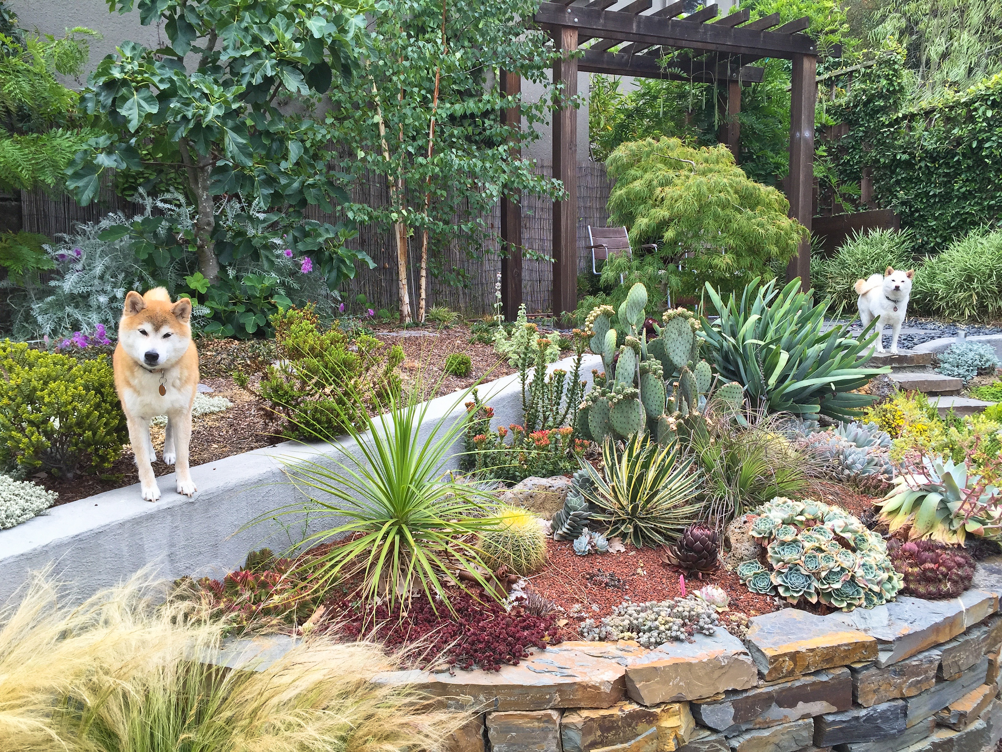 Shibas. In the garden, taken earlier this morning. 