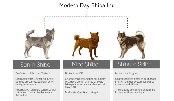 Its A Fox Its A Cat Its A Shiba Inu Ramen Chemistry