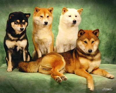 shiba inu similar