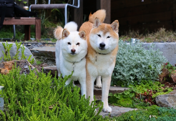 shiba inu and cat