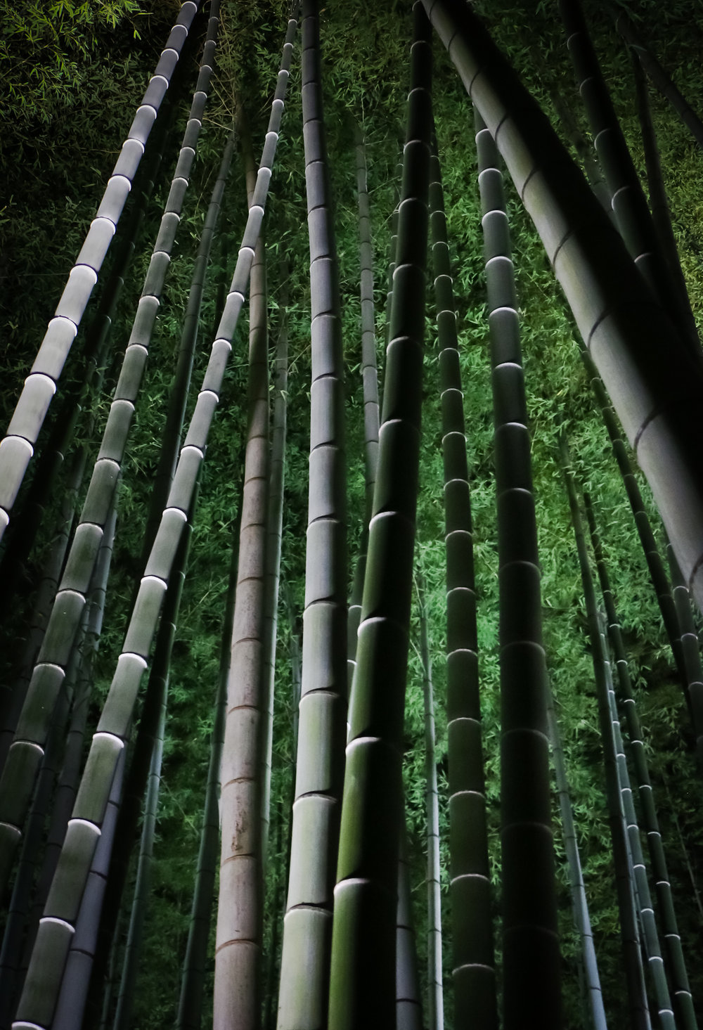 Bamboo Grove, Kodaiji Temple