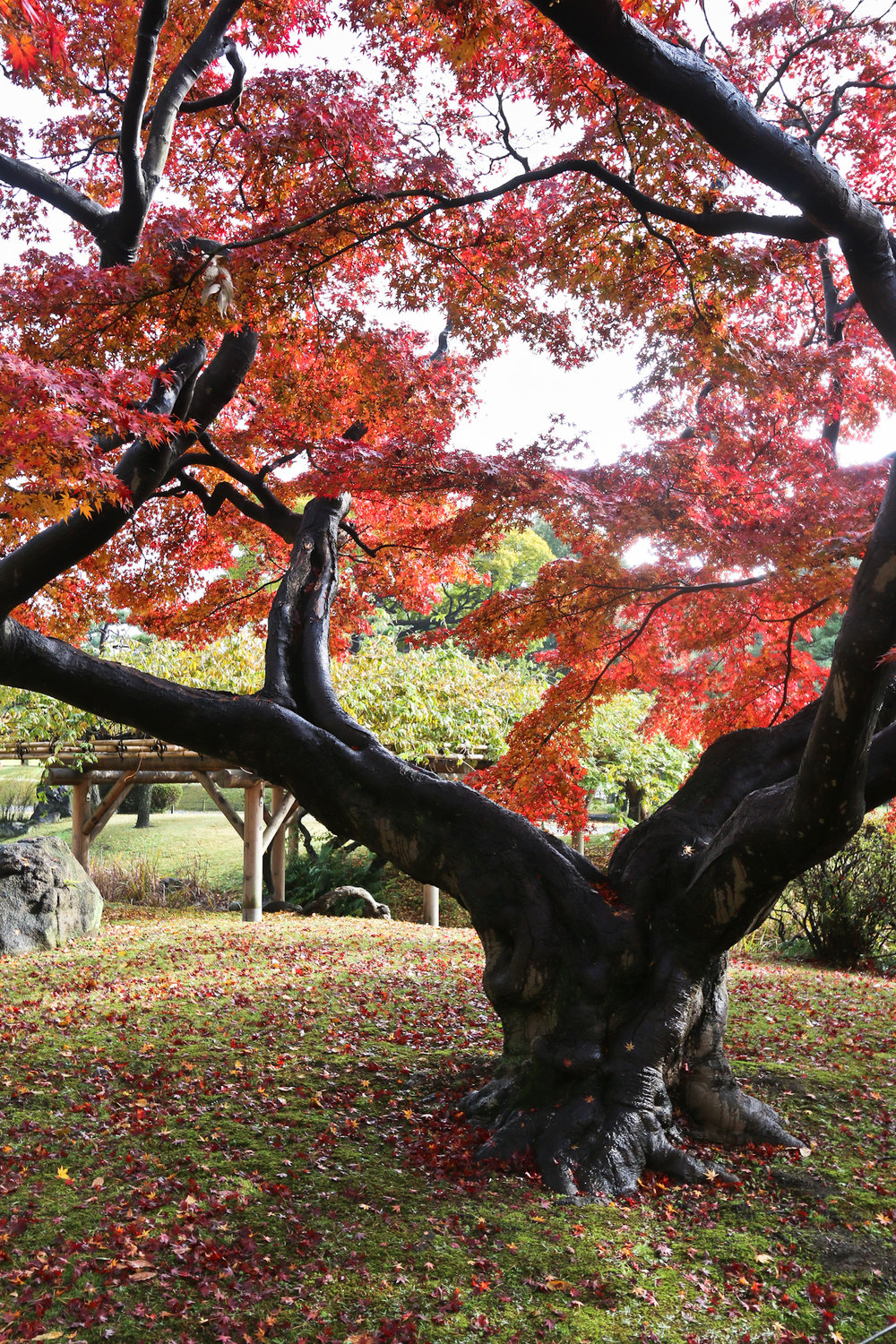 Hama-rikyu Gardens.  Momiji.