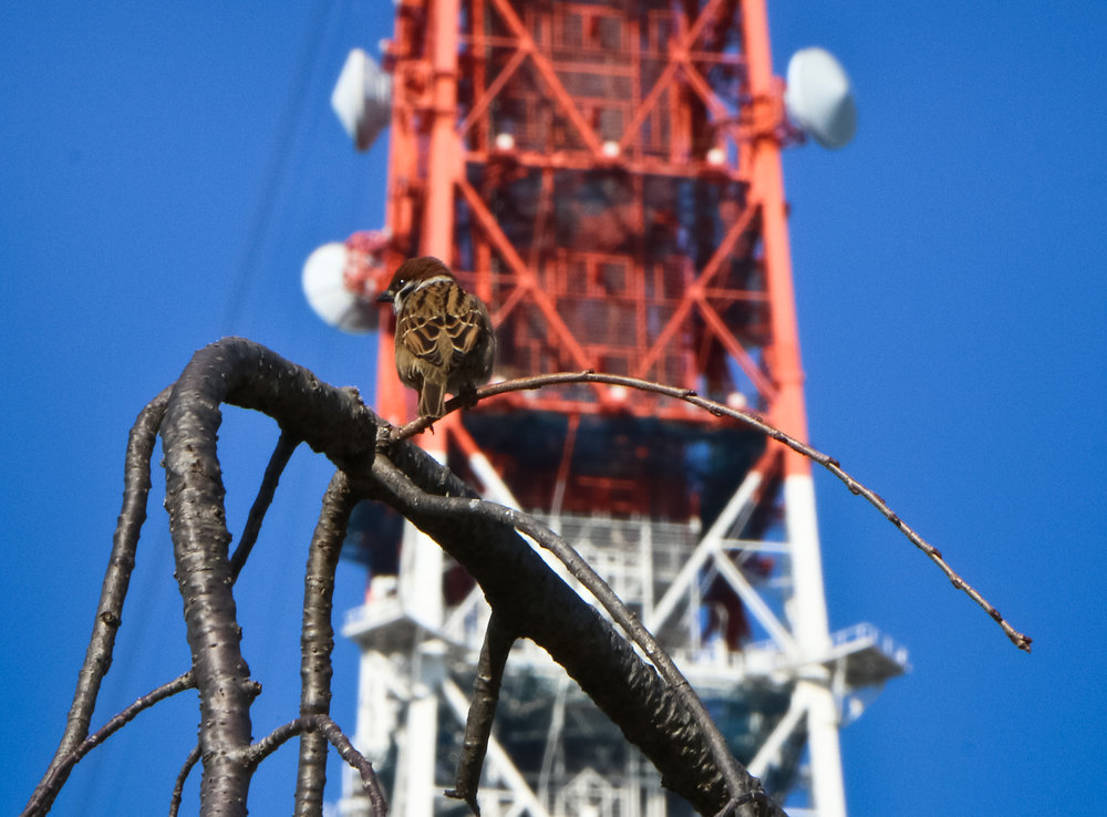 Shibakoen. Tokyo Tower.