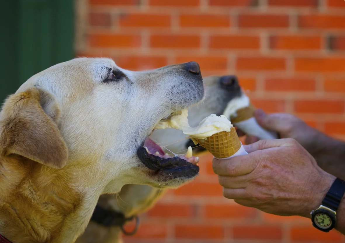 Labs love ice cream too