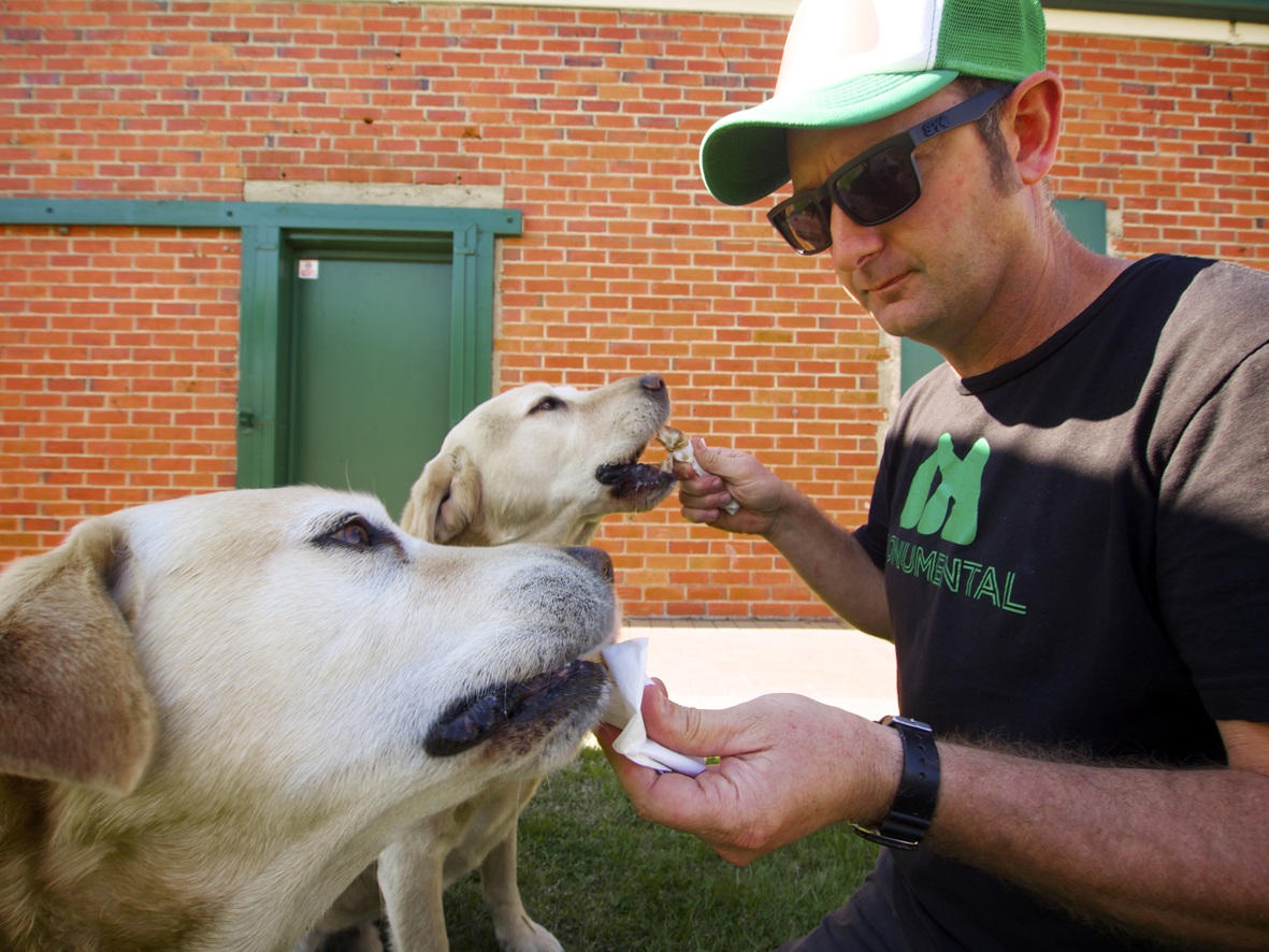 Labradors love ice cream.. take two