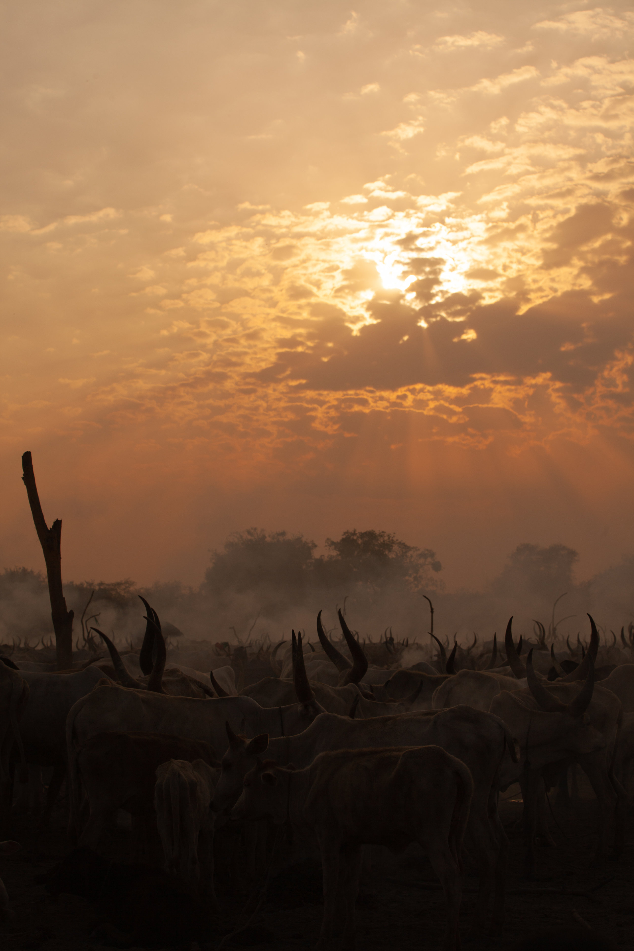 Cattle Keepers