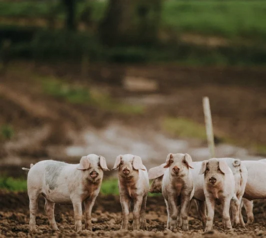 PIPERS FARM pigs Matt Austin.jpg