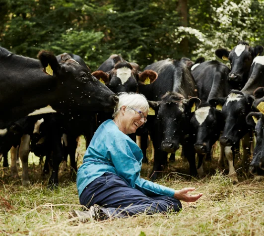 Mary Quicke with cows