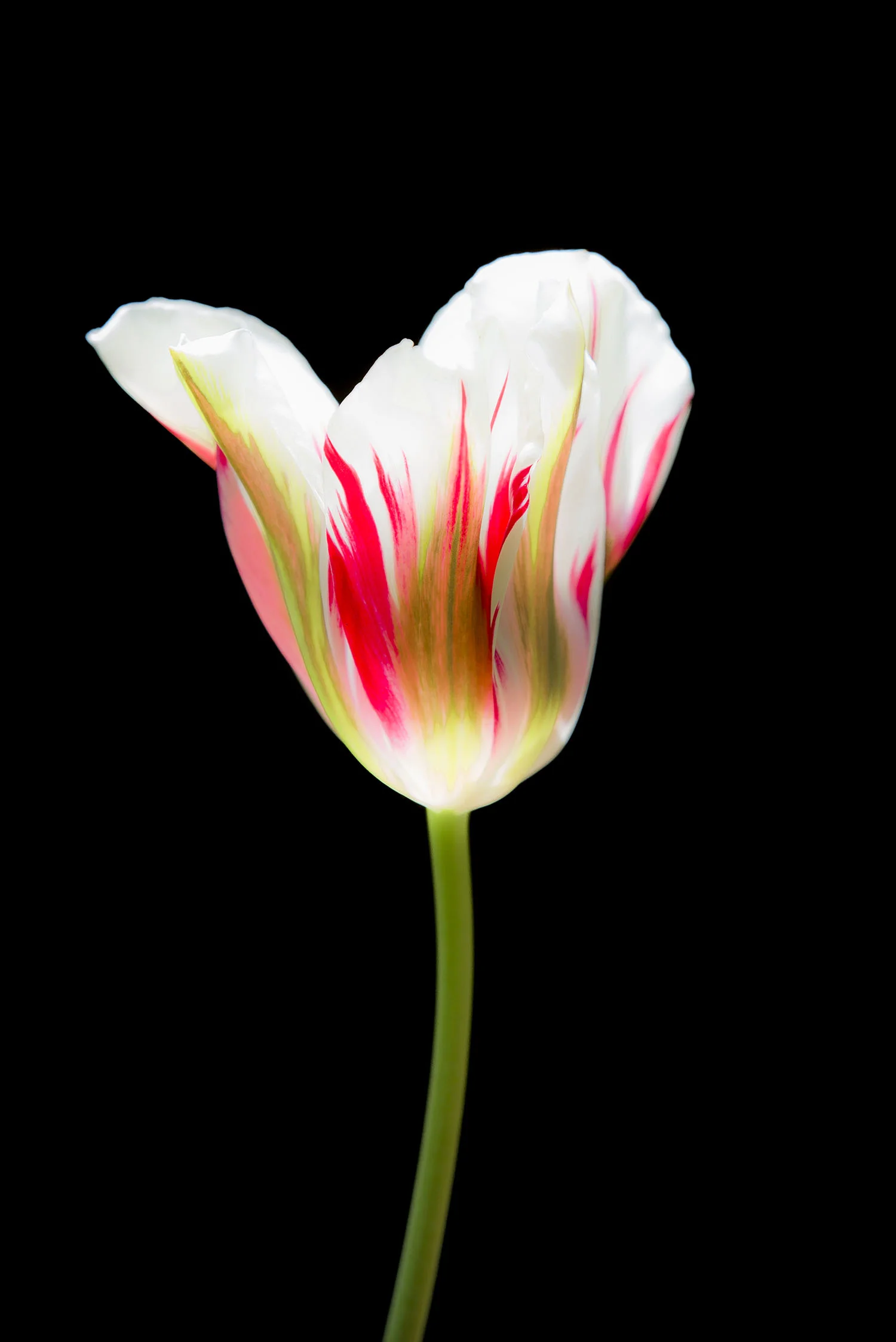 Tulip I
