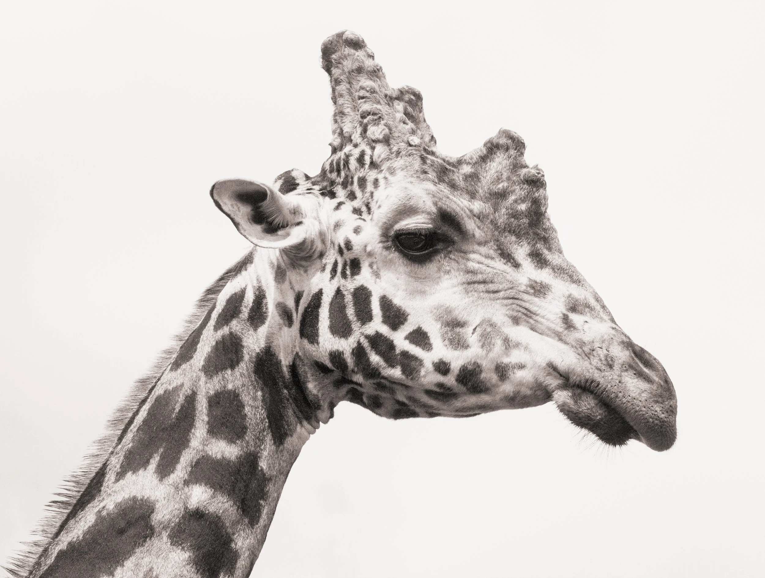 Giraffe II